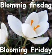 Each Friday, is Blooming Friday,here at Roses and stuff. You are all most welcome to participate!