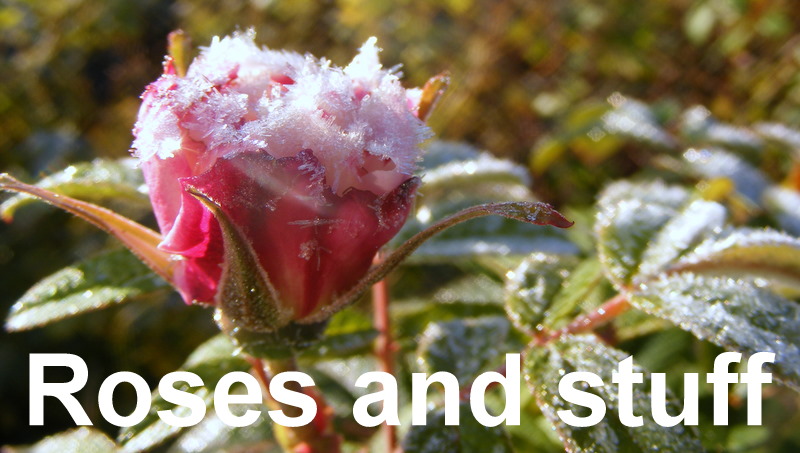 roses and  stuff