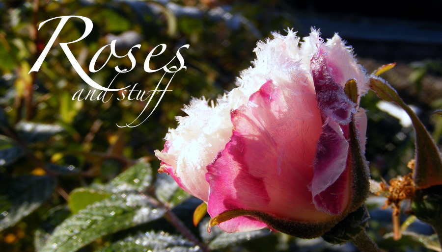 roses and  stuff