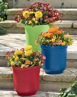 Colorful Pot Colorful Pot