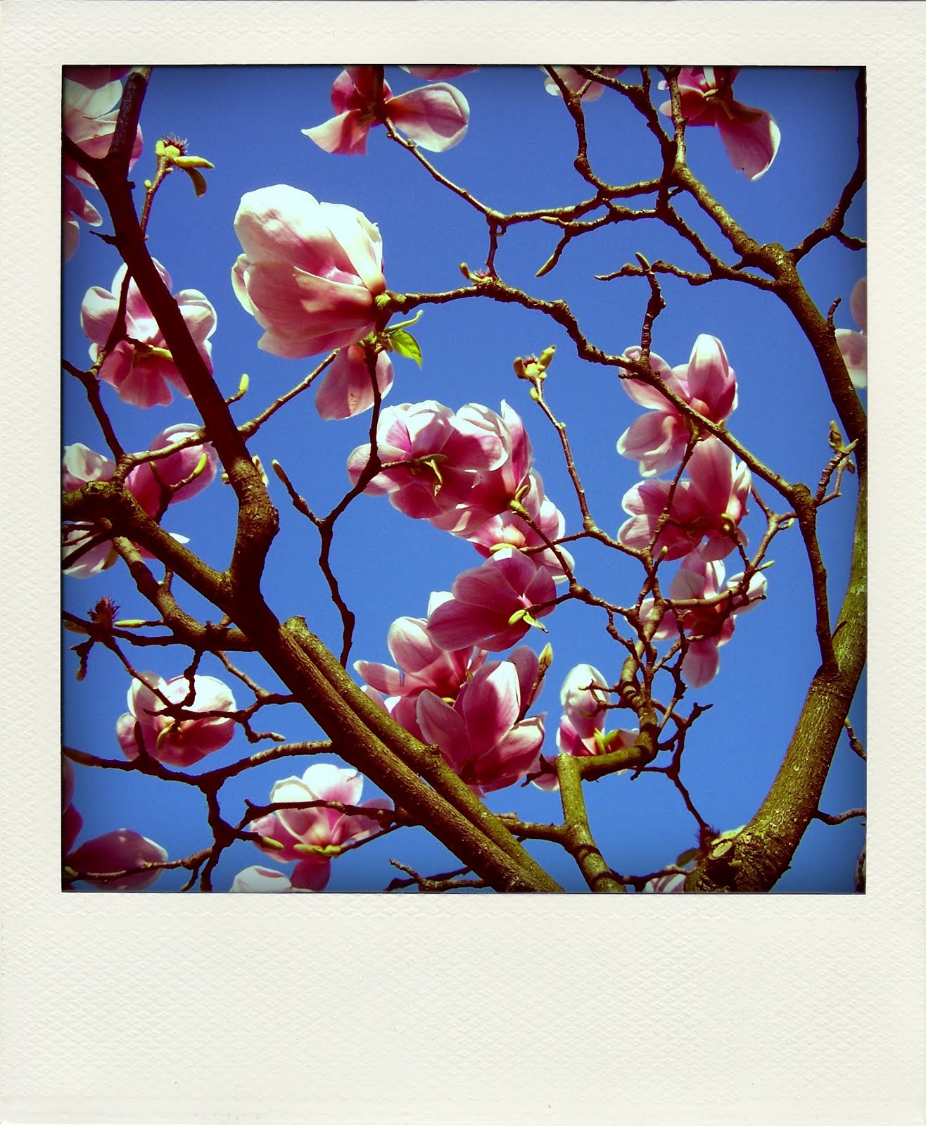 [2-pola01.jpg]