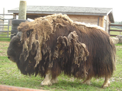 800px-Musk_ox_.jpg