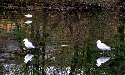 The Seagulls on Ice - Click to enlarge