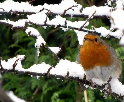 The Fells Robin in Bearsden Glasgow - Click to enlarge