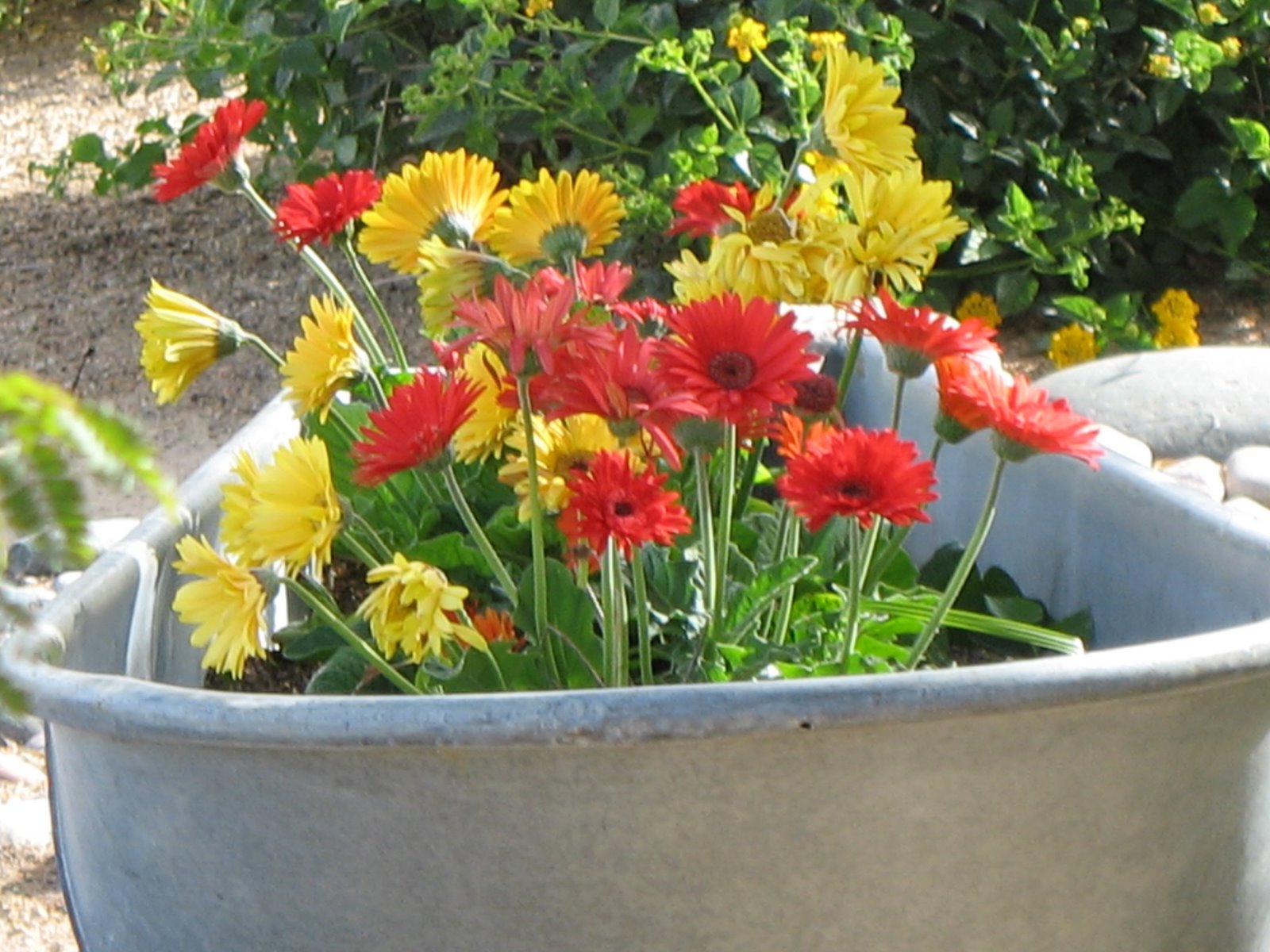 [another+close+up+daisy.JPG]