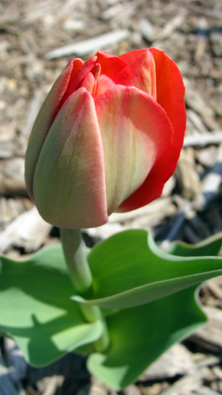 Budding Tulips