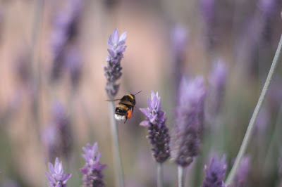Busy Bee Busy Bee