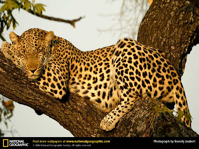 Leopard Leopard