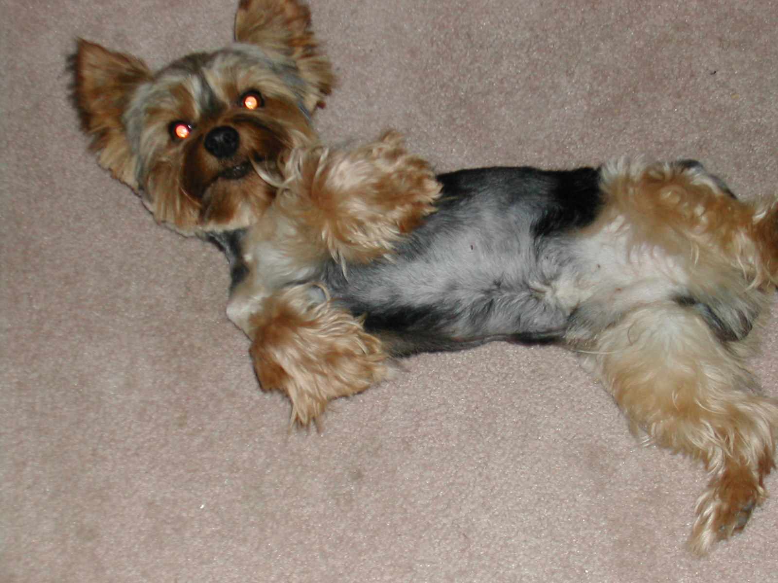 Hawgwash Ideas & Thoughts Update on our Sick Little Yorkie