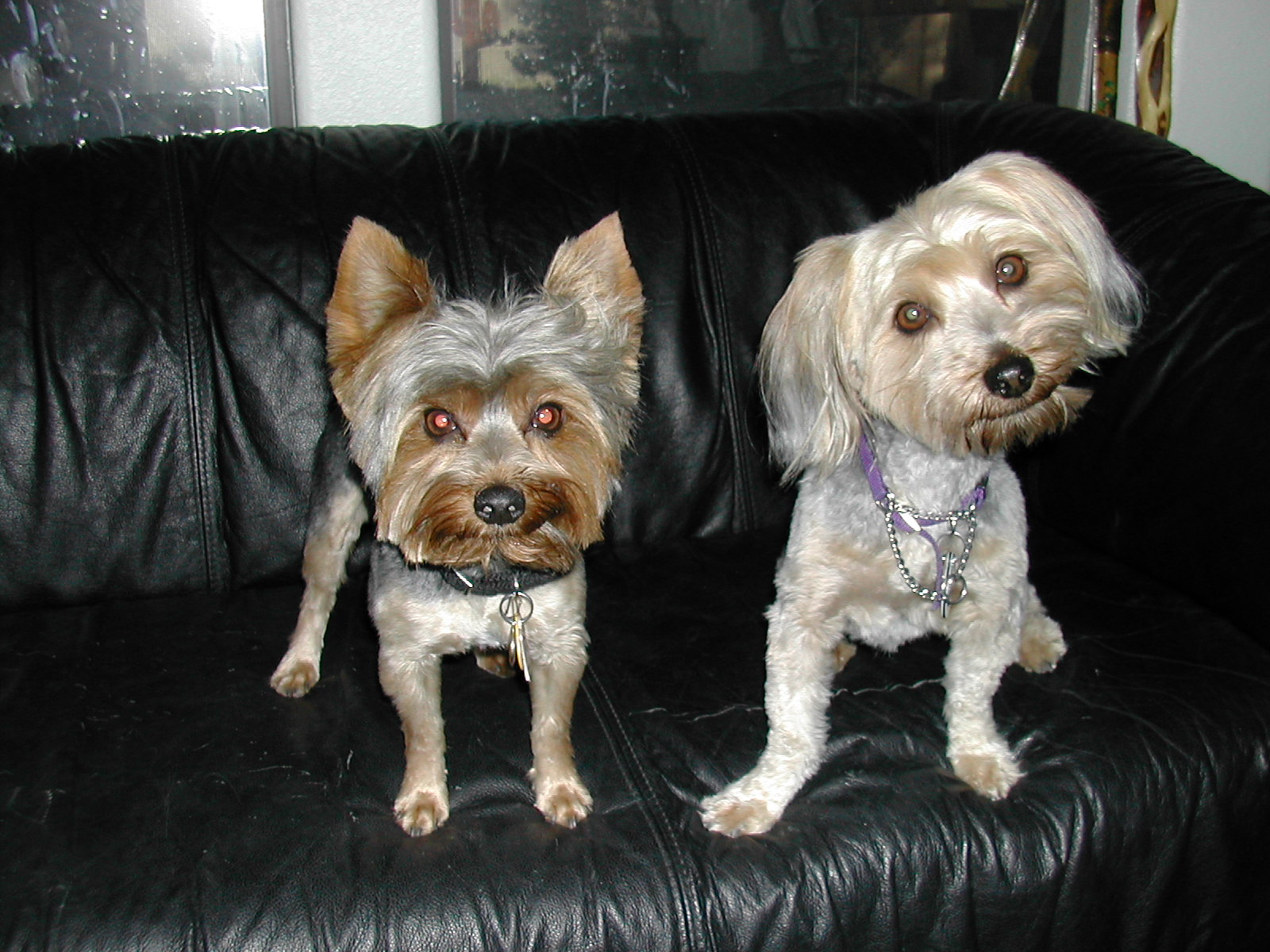 Hawgwash Ideas & Thoughts Update on our Sick Little Yorkie