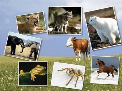 HD Animal Wallpapers 100 JPEG | 1600 x 1200 | Multiple Mirrors | 37 MB HD Animal Wallpapers 100 JPEG | 1600 x 1200 | Multiple Mirrors | 37 MB