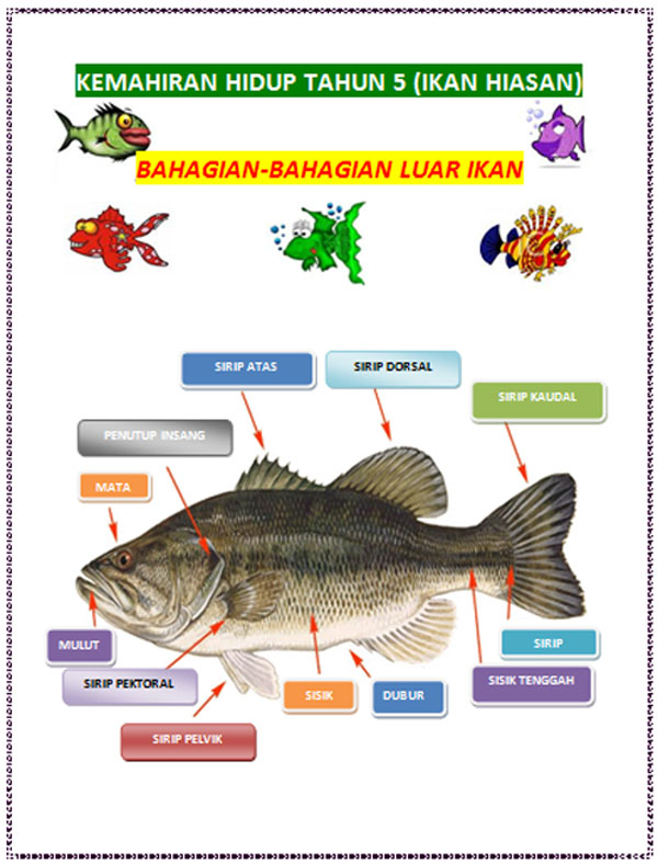 Projek Ikan Hiasan: Bahagian-bahagian Luar Ikan