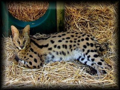 Animals Of Savannah