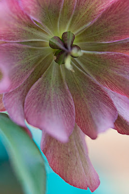 Click on photo to see a larger version