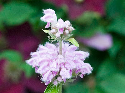 Click image to view a larger version Phlomis cashmerii