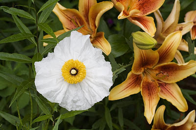 Click image to view larger version Romneya coulteri