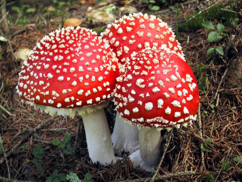 Fungo di unghie trattamento di strisce nero