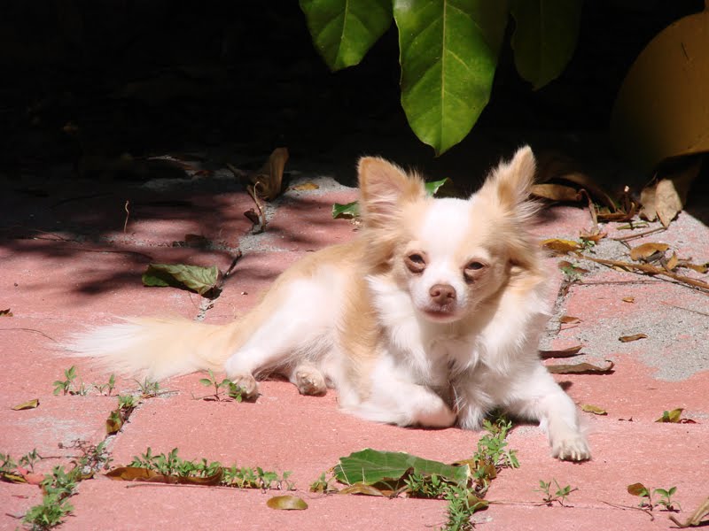 papillon chihuahua mix. Looking for one year Long