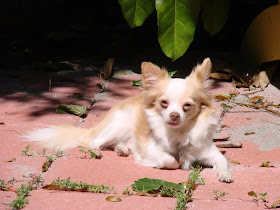 Looking for one year Long papillon chihuahua mix. Looking for one year Long