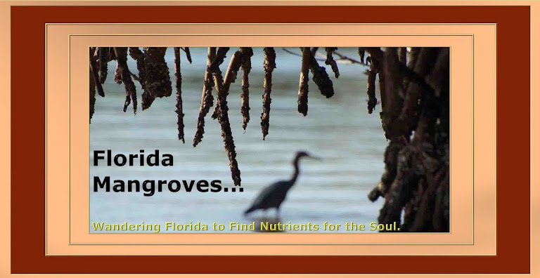 Florida Mangroves...