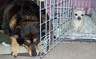 Ginger lays on her bed trying to ignore Bella.