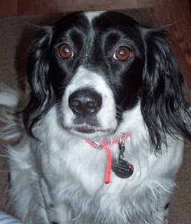 A doggy visitor stayed for the weekend - named Bella.