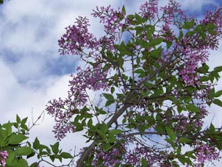 Lilac bush in front yeard
