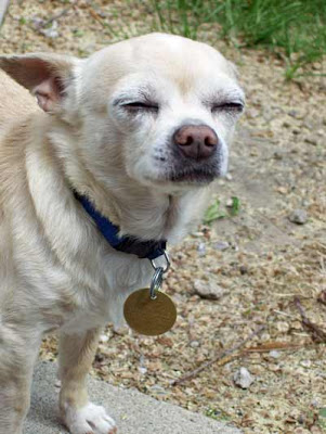 Sparky loves to bask in the sun.