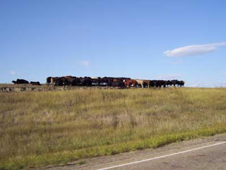 Cows gathered together near side of the road.