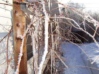 I woke up to see ice and frost on the trees.