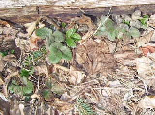 Yes! We've got strawberries peaking through the leaves along the patio border.