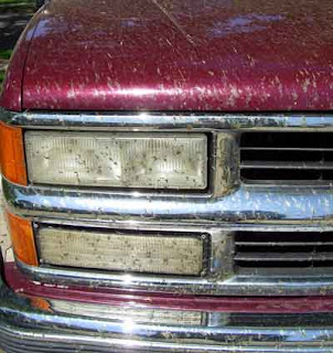 Lots of bugs sacrificed their lives on the grill of the truck recently.