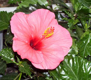 I chose hibiscus for two of the post in the front of the house.l