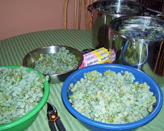So far we've harvested five containers full of grapes from the backyard.