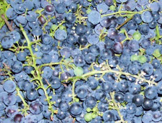 We've got purple Concord grapes that have turned sweet to the taste with ripeness.