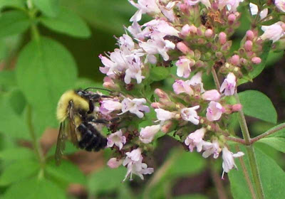 A bee in the thyme from one of my garden photos, Summer 2009.