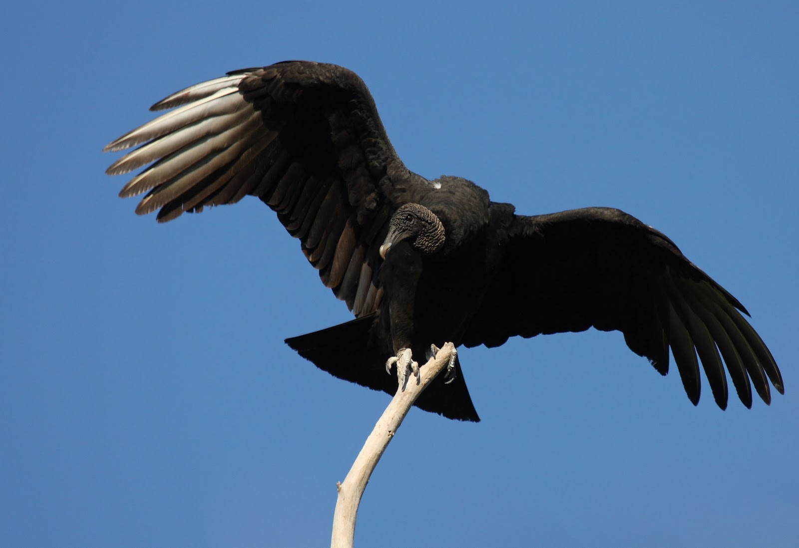 philly bird nerd big birds up close philly bird nerd big birds up close