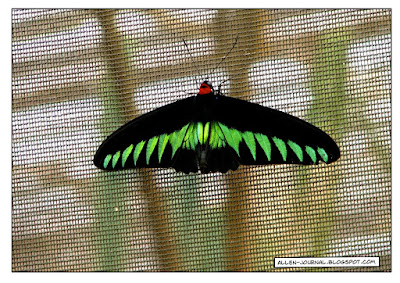 Rajah Brooke's Butterfly Rajah Brooke's Butterfly