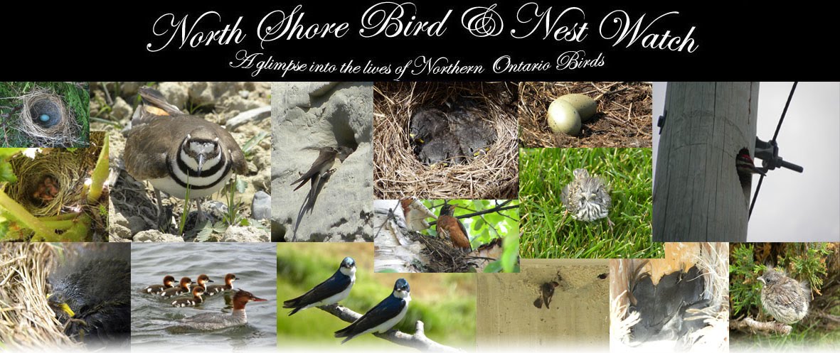 North Shore Bird & Nest Watch