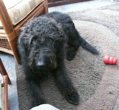 Ben the Labradoodle