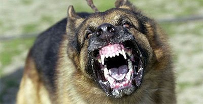 [cão.jpg]