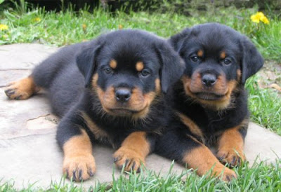 Rottweiler+Puppies.jpg