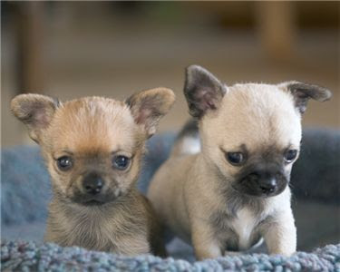 Chihuahua+Puppies.jpg