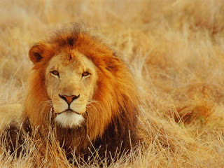 lying-lion.jpg