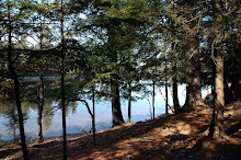 The Woods, Sun and Lake