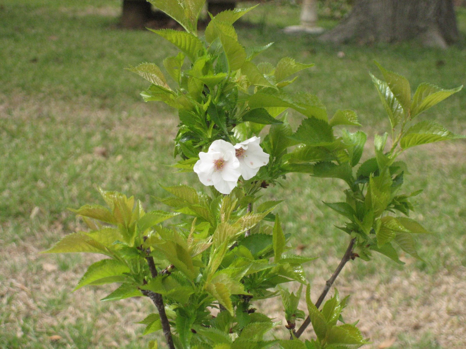 [Cherry+Blossom+3+18+07.JPG]