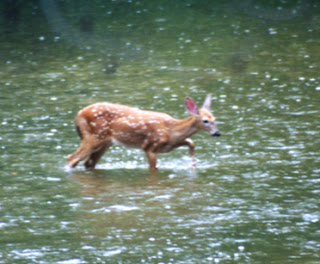 Fawn at Metea Park
