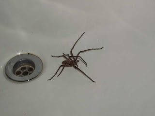 Katharina Und Johannes Im Suden Afrikas Spinne Altes Haus