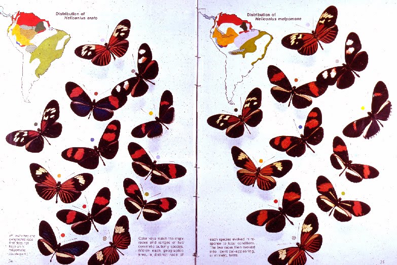 Postman Butterfly