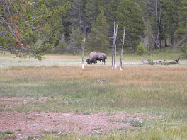 American Bison